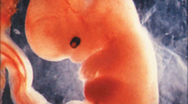 Timeline: Weeks of Pregancy