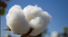 Timeline: Cajas de Cartón por Francisco Jiménez