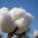Cotton