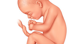Timeline: fetal development