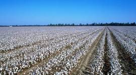 Timeline: Cajas de carton