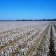 Cotton field england ar