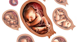 Timeline: fetal develeopment