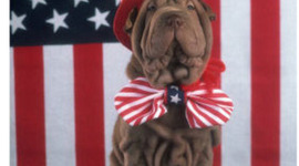 Timeline: GOPO Timeline