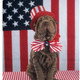 Patriotic dog 752690
