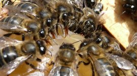 Timeline: Trasegando un enjambre