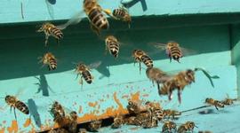 Timeline: Prueba de timeline