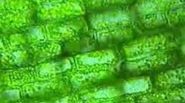 Timeline: Las Células