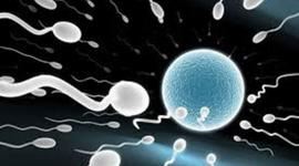 Timeline: Fetal Development