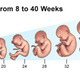 Fetal development