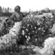 Nbrewer cotton harvest