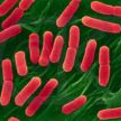 Timeline: Cells timeline from 7A science