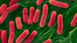 Timeline: Cells timeline from 7A science