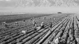 Timeline: Changes in farming between 1700-1900 destiny and riley