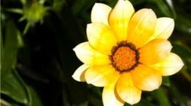 Timeline: special stages