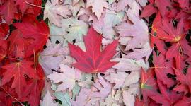 Timeline: Canada in the 1980s