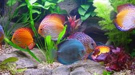 Timeline: Мир под водой