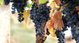 Timeline: Grape Berry Development