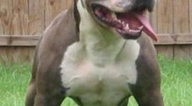 Timeline: Historia Del Pitbull