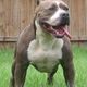 Perro pitbull