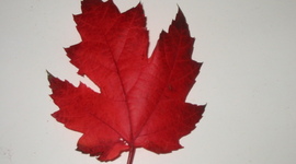 Timeline: HIS311Y 1945~