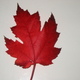 Canadian maple leaf