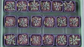 Timeline: Drought by Daniel