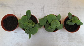 Timeline: Biocontrol experiment