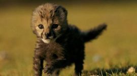 Timeline: Owen's Timeline 2013