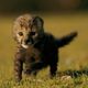 Running cheetah