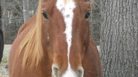 Timeline: Kings of the Roses