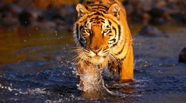 Timeline: CJ_Peichel_American_Revolution