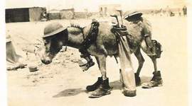 Timeline: World War 1