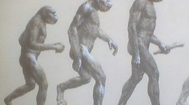 Timeline: Los Homínidos