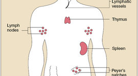 Timeline: Immune System Timeline
