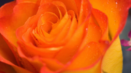 Timeline: My Blossoming Life