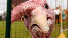 Timeline: Gobble, Gobble. Turkey Talk.