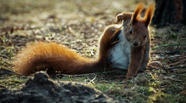 Timeline: Mrówek Wielka Historya