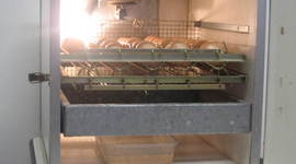 Timeline: I pulcini a scuola