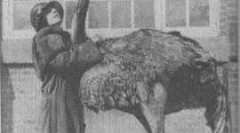 Timeline: La primera mitad del siglo XX