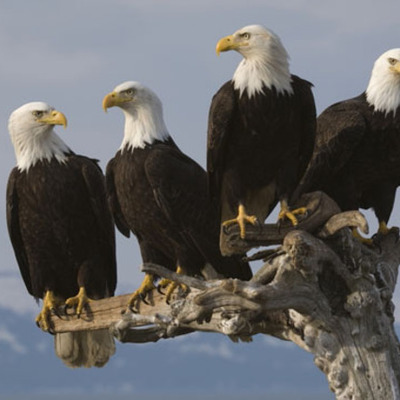 Timeline: American Government