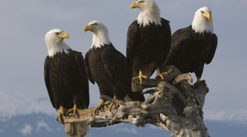 Timeline: American Government