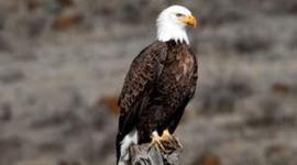 Timeline: Ethan American Revolution