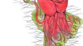 Timeline: Emancipacion de las Colonias de America