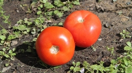 Timeline: Backyard Gardening