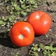 Tomatoes2