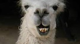 Timeline: Llama!