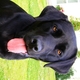 Black lab