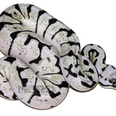 Timeline: my first snake