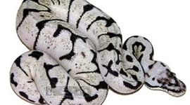 Timeline: my first snake